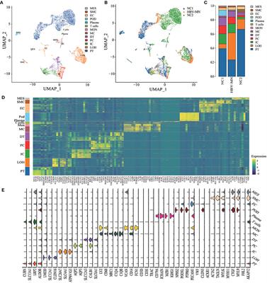 Intrarenal Single-Cell Sequencing of Hepatitis B Virus Associated Membranous Nephropathy